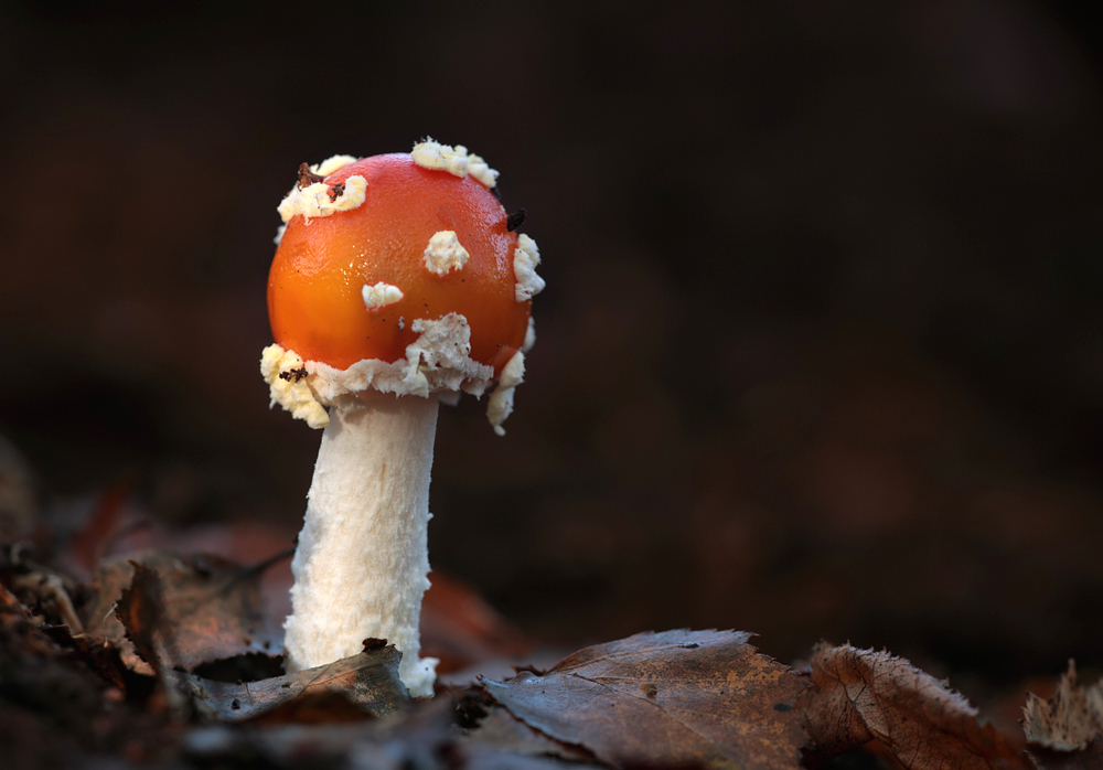 2009 (11) NOVEMBER Fly Agaric 